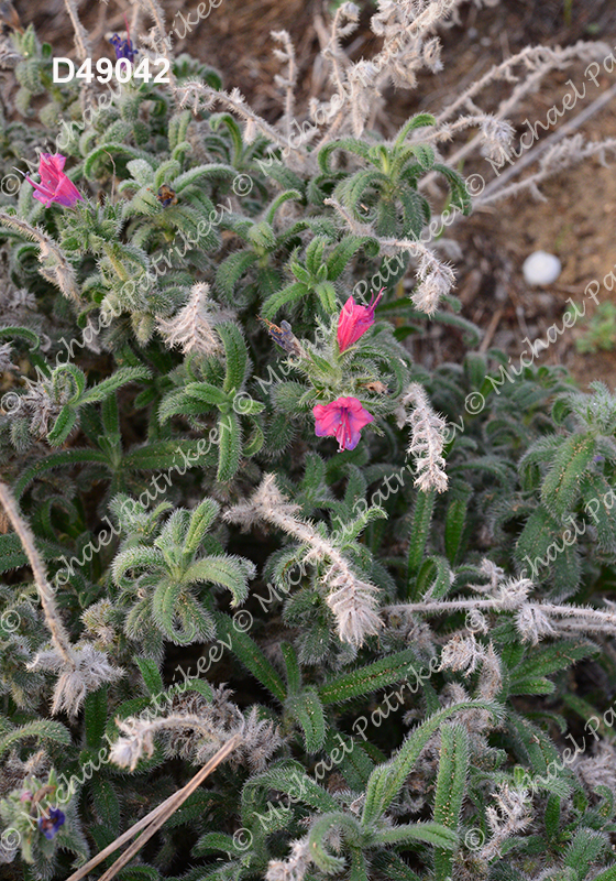 Echium angustifolium